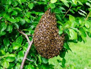 swarm removal from a branch