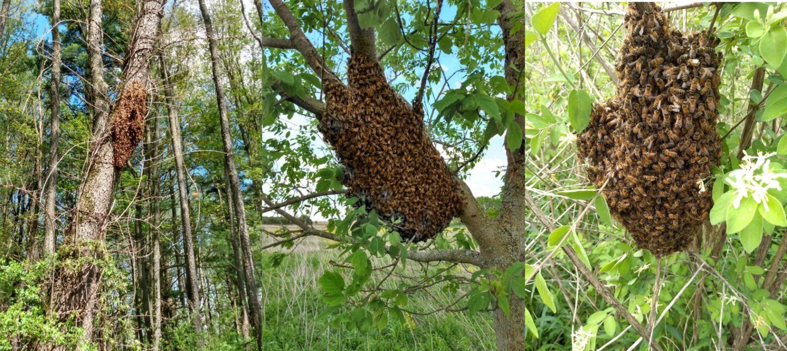 Honey Bee Swarm Removal - Lake Pan Bees