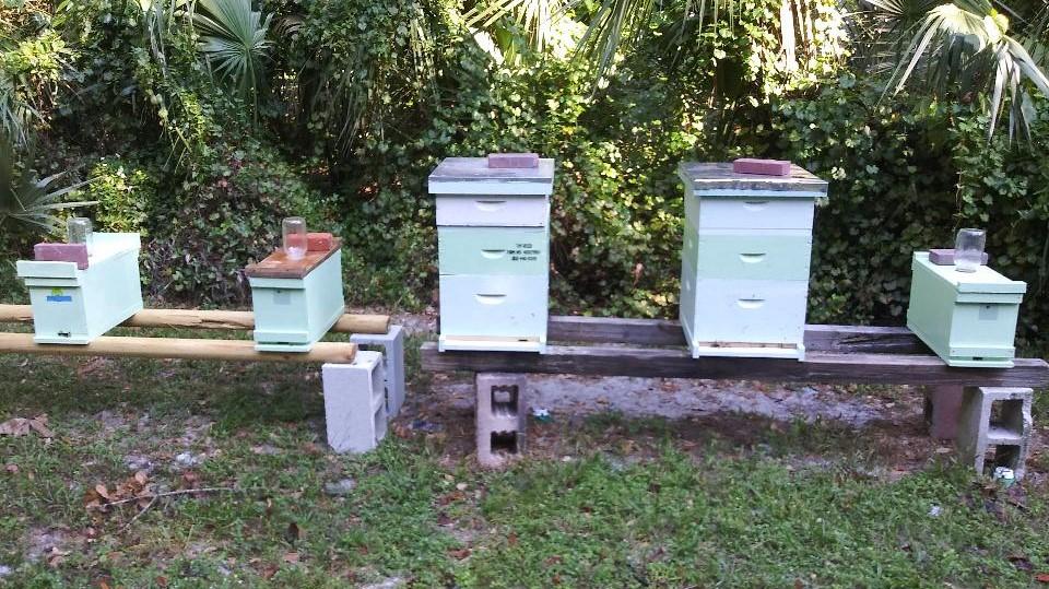 How To Start Beekeeping In Florida