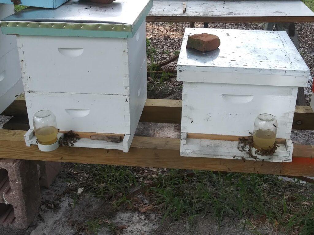 How To Start Beekeeping In Florida Lake Pan Bees