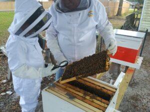 start beekeeping hive inspection