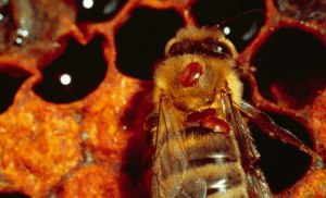 Verroa Mite on honey bee